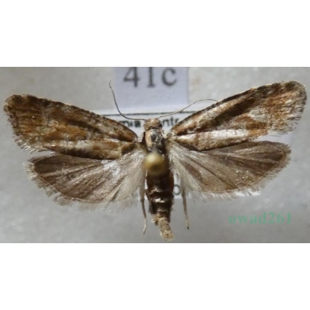 Rhyacionia pinivorana (Lienig & Zeller, 1846) Zwójka sosnowa Czech41c
